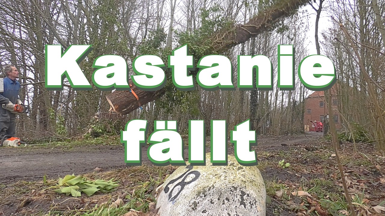 Klappt die Fällung endlich ?