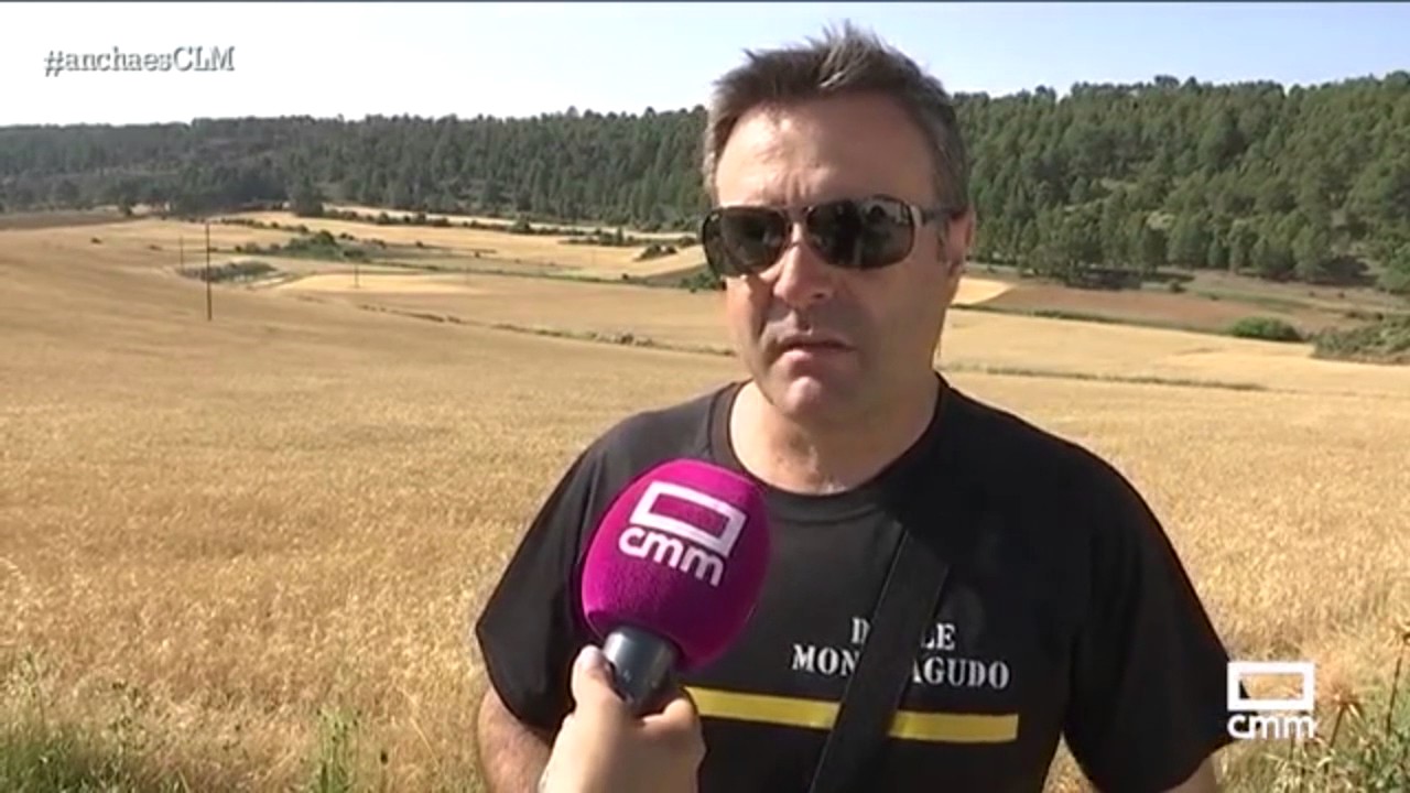 La caza mayor arrasa parcelas de girasol. 22/06/2017.