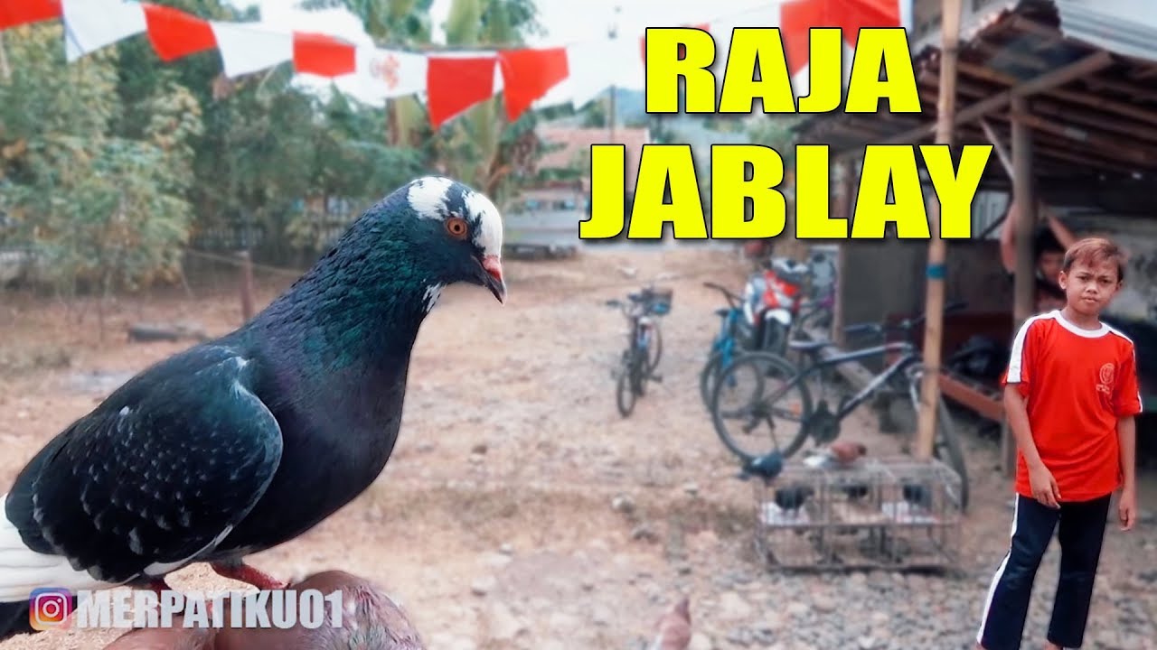 GREBEK KOLEKSI BURUNG MERPATI PAK SUHARDI