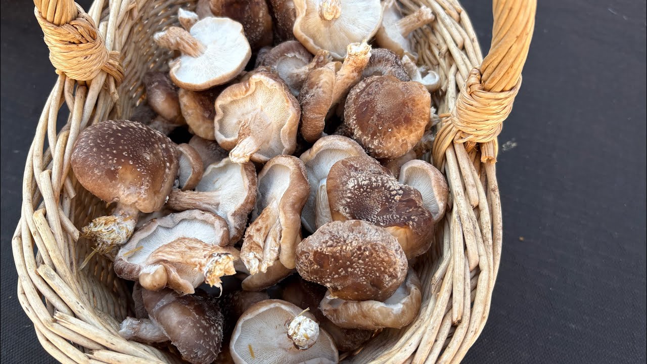 1ere cueillette de shiitakes 😉/un point culture de morilles 🥲