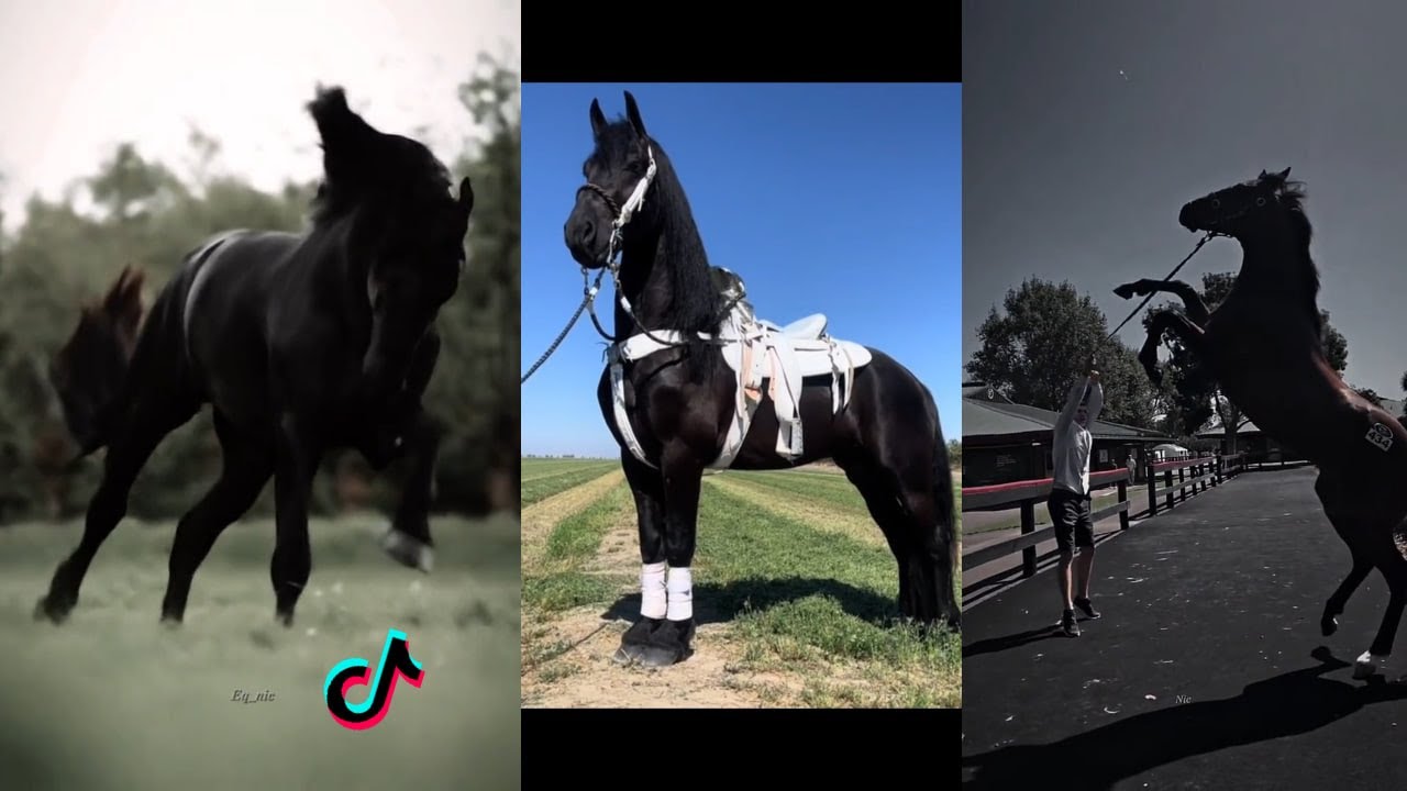 🐴  The Cutest HORSES 🦄 - TikTok Compilation #