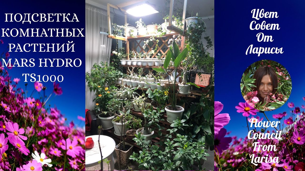 ПОДСВЕТКА КОМНАТНЫХ РАСТЕНИЙ MARS HYDRO LED TS 1000 4К