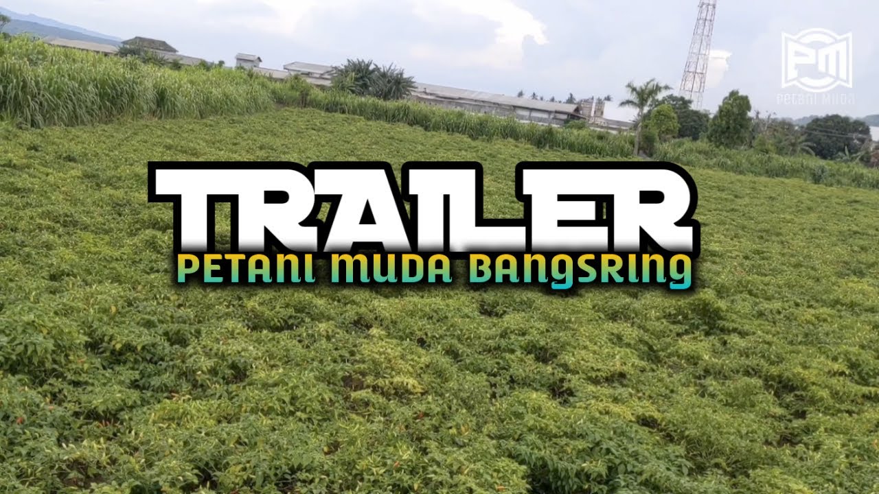 VARIETAS CABAI LOKAL || MASA PRODUKTIF