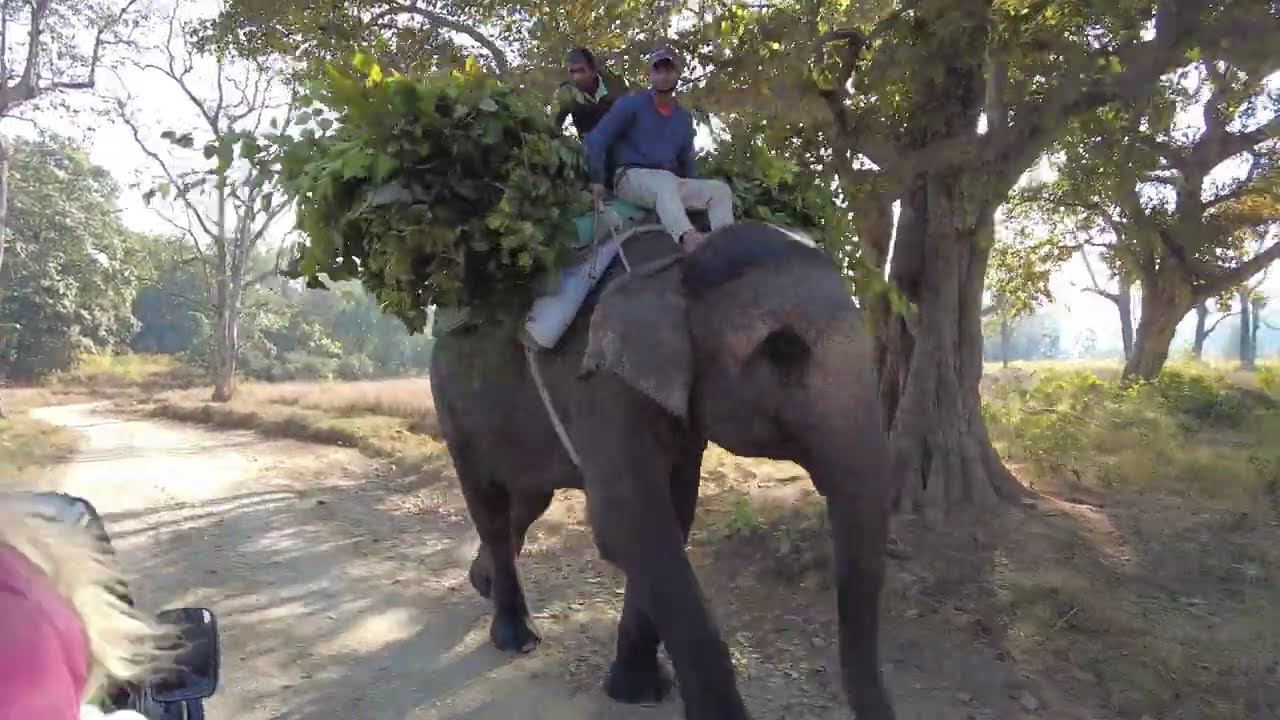 Uttarakhand Tour || Jim Corbett National Park Safari || Bijrani || Dhikala || Dhela