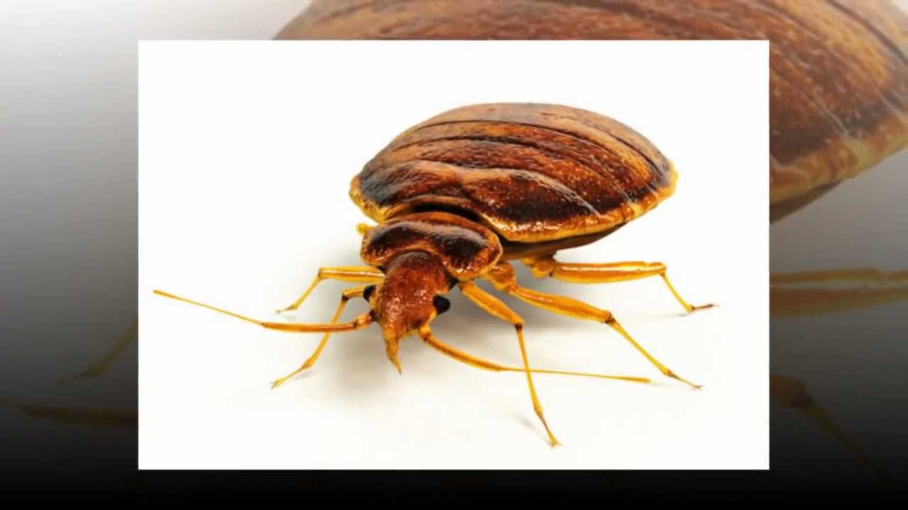 Pest Control Service | 281-557-6898 | Houston TX 77063 | Flea Exterminator | Rat Control | Quick