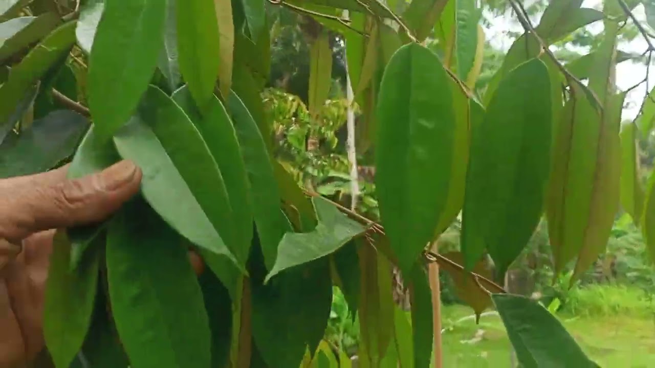 Kebun durian belakang rumah
