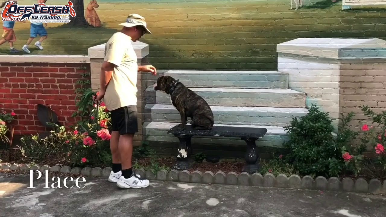 1 Year Old Valley Bulldog 