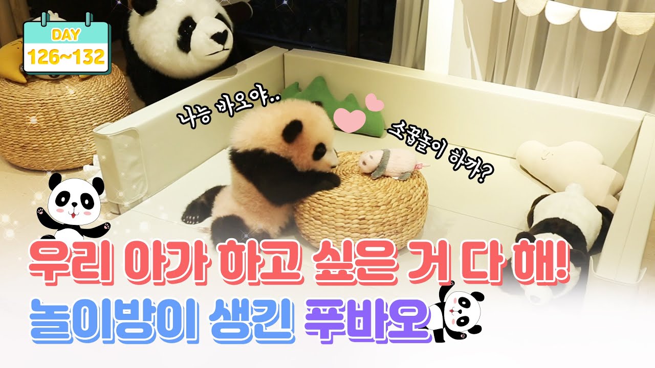 [판다로그] 아기판다 난생 처음 놀이방에 데려갔더니ㅋㅋㅋㅋ | 에버랜드 판다월드 푸바오 (Baby Panda 'FuBao')