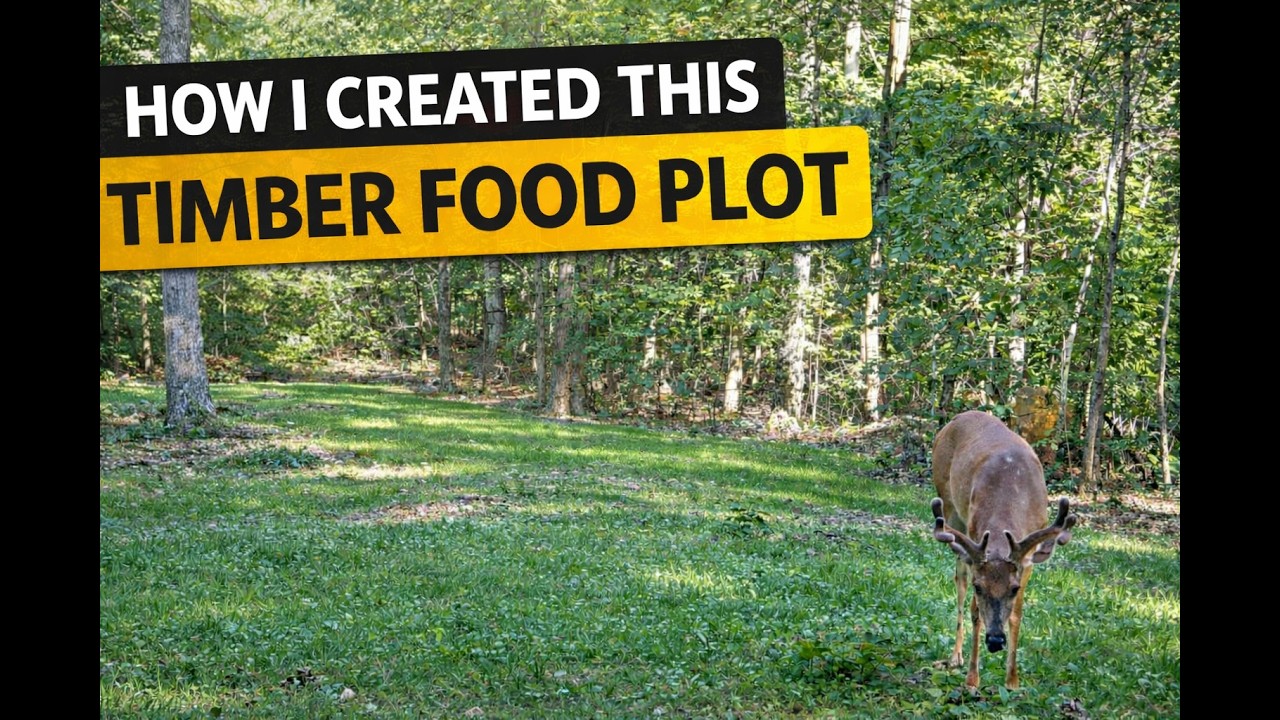 How I CREATED This Timber Food Plot (And Some Nice BUCKS...)