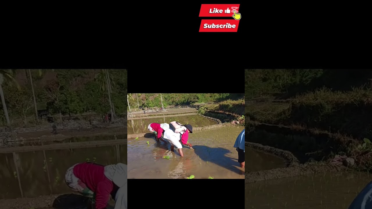 Bayanihan sa pagtatanim ng palay