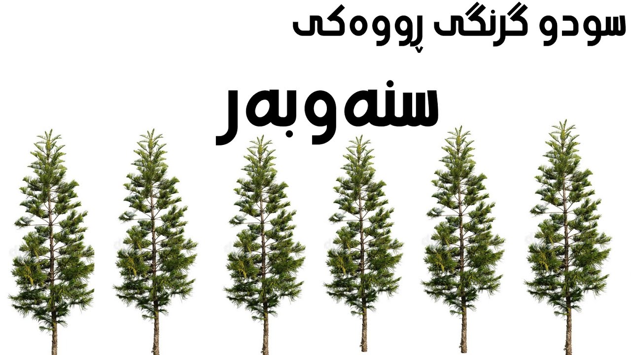 سودو گرنگییەکانی رووەکی سنەوبەر