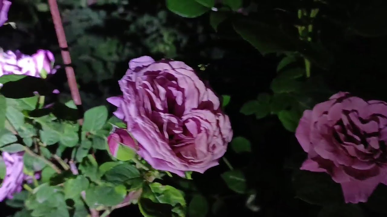 Квіти вночі✨💜🌜