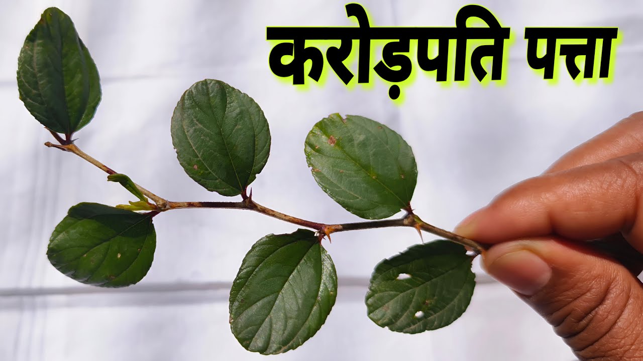 जिस दिन से ये पत्ता 😱 अपने घर में रखना सुरु करोगे उसी दिन से मालामाल बन जाओगे, करोड़पति बनोगे