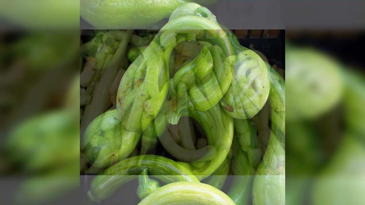 Come si coltiva la Zucchina trombetta di Albenga