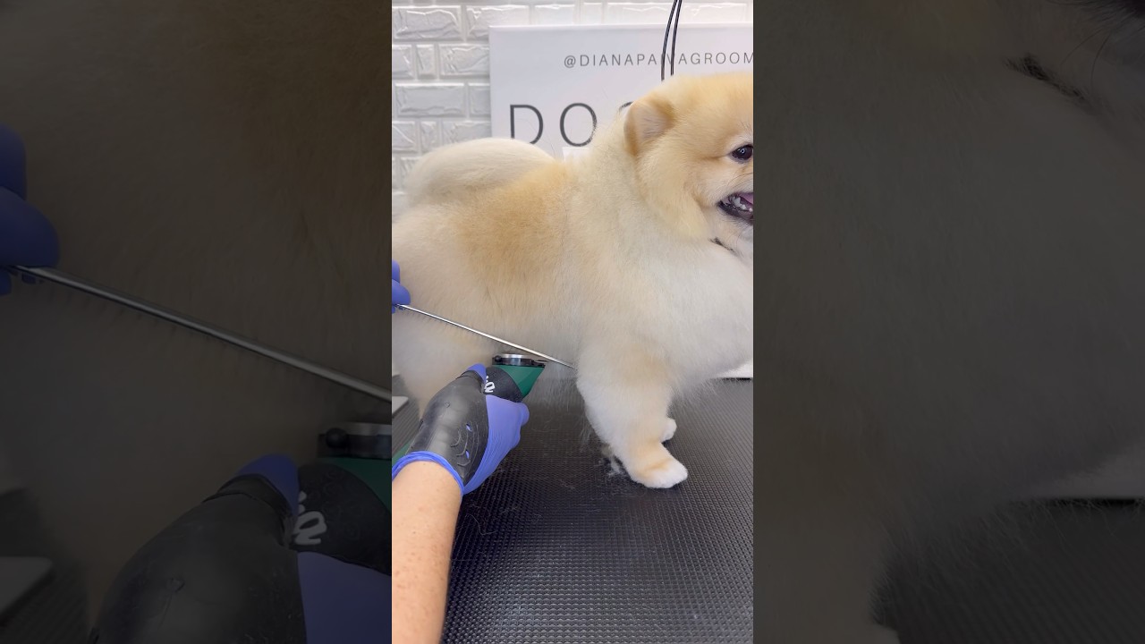Pomeranian trimming tip #pomeranian #doggroominglife #dogs