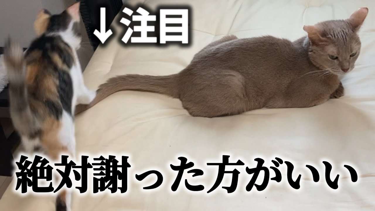 新入り無邪気ギャルと先住クール委員長に挟まれるキモヲタ