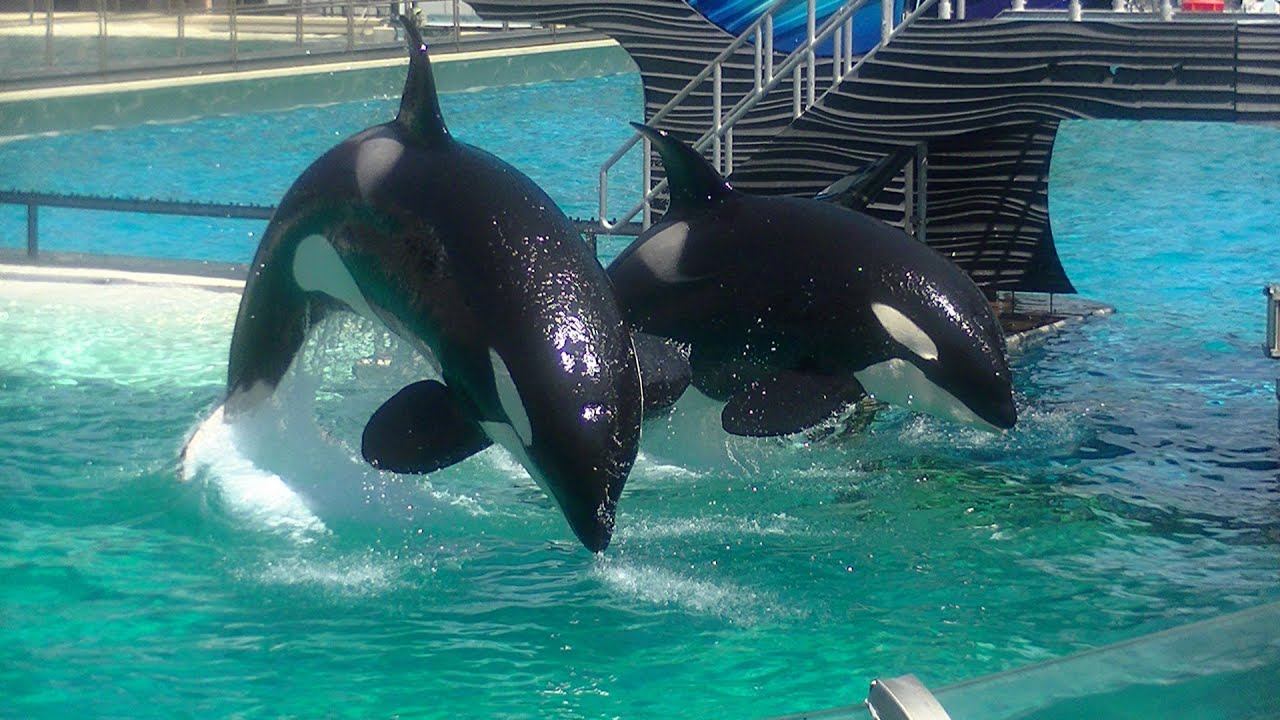 One Ocean (Full show/Full HD) Sept. 13, 2014 - SeaWorld SD