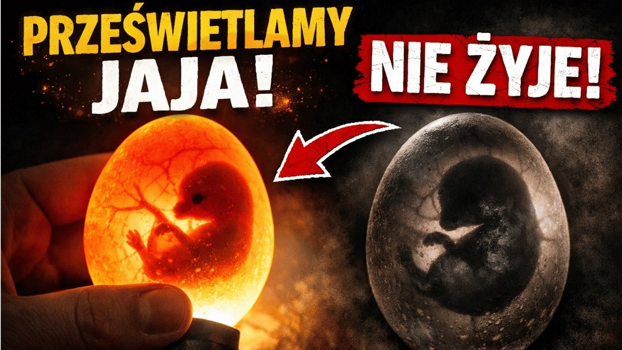 20 DZIEŃ I NIC SIĘ NIE KLUJE - prześwietlamy jaja