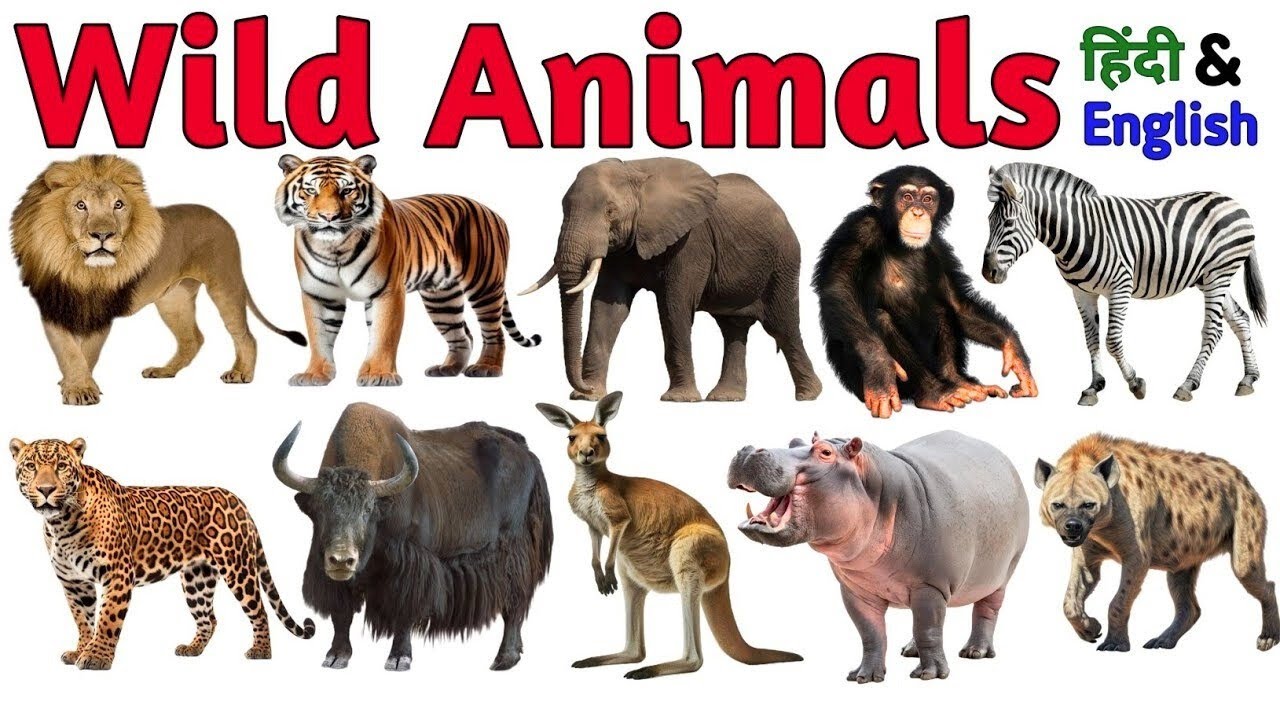 जंगली जानवर के नाम सीखें बच्चों के लिए | Baby Learn  Wild Animal Name for Kids In Hindi & English 