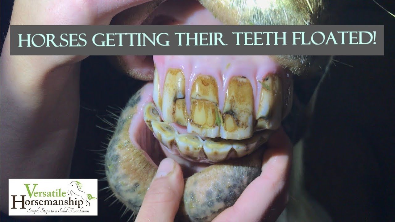 Horses Getting Their Teeth Floated By A Vet // Versatile Horsemanship