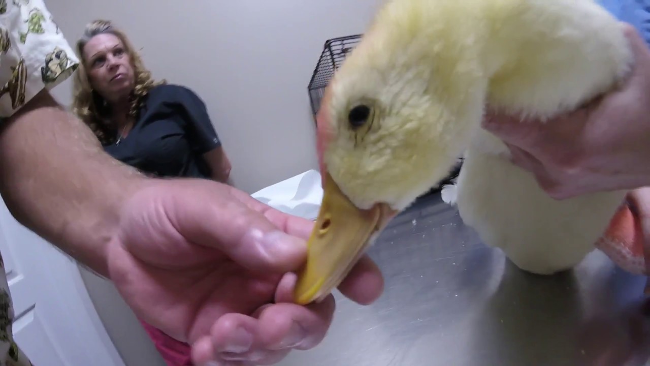 Duck Presented With Left Proximal Tibial Fracture Recheck And Bandage Change