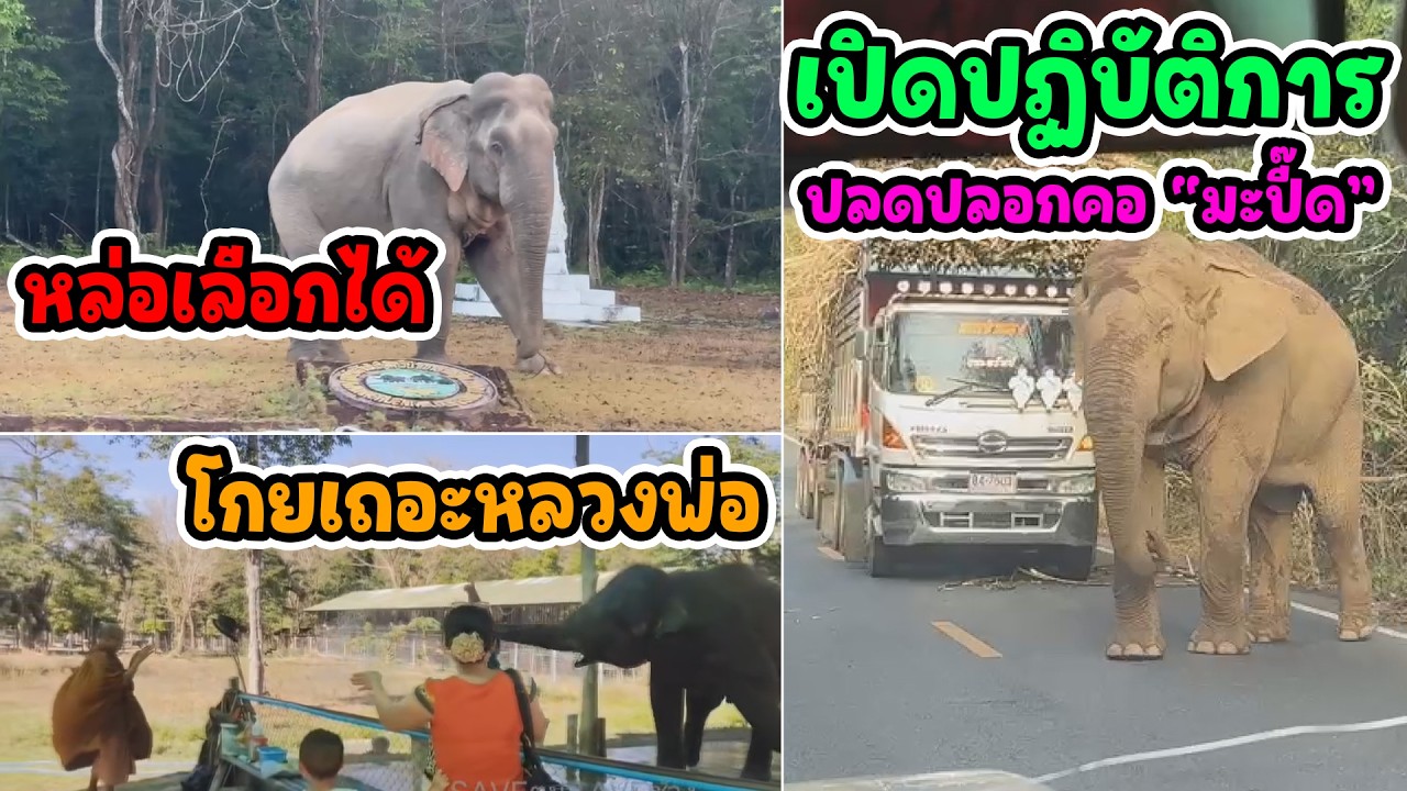 เปิดปฏิบัติการ ทำให้ช้างตัวเบา
