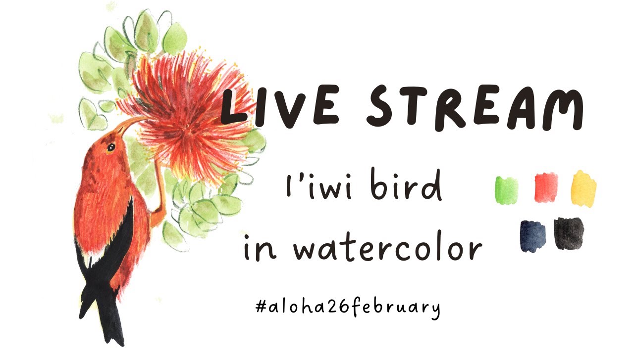 LIVE paint along stream: Hawaiian iiwi BIRD in WATERCOLOR & colored pencil #aloha26february