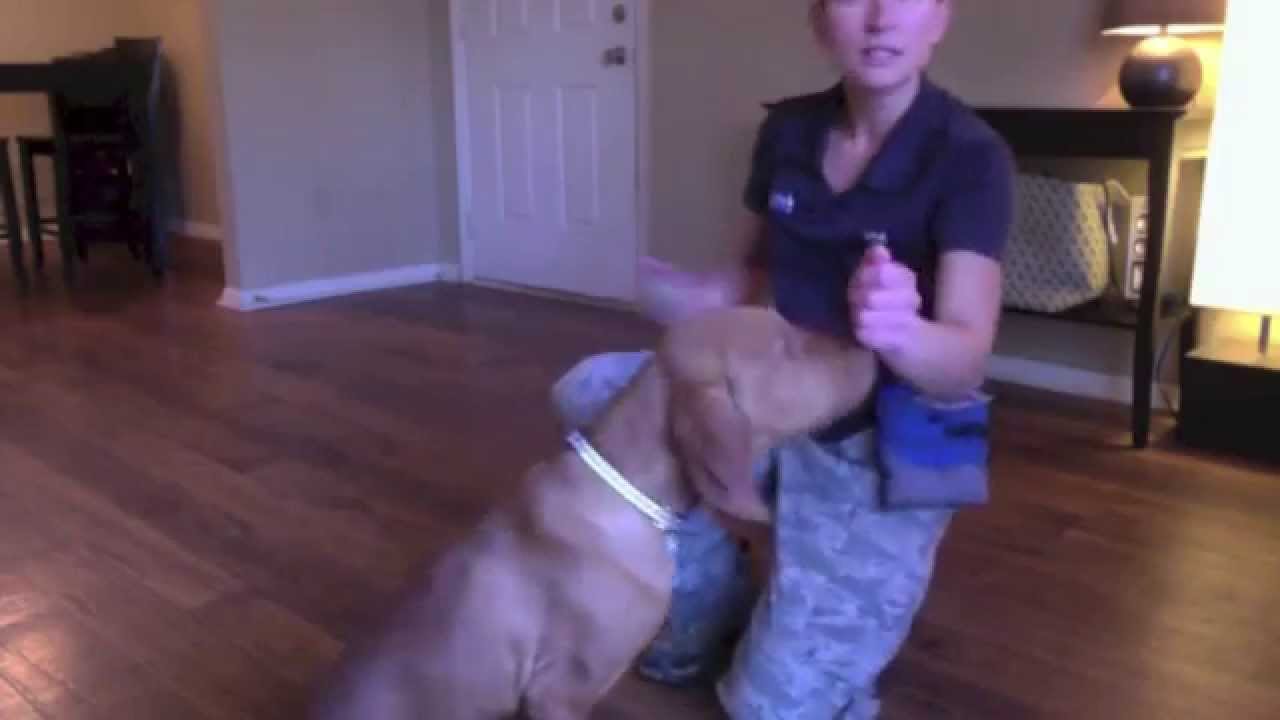 Puppy Obedience Training — Sit, Down, Come, Circle | Amy Pishner | Valor K9 Academy