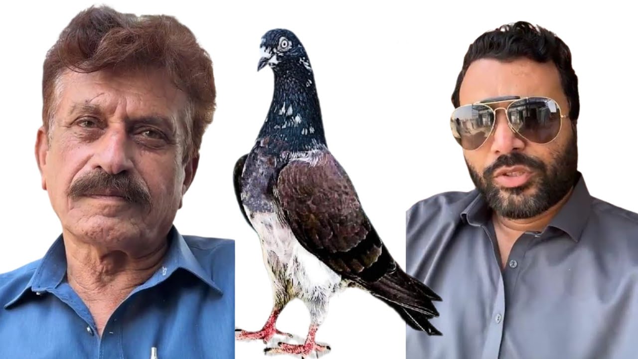 Ustad Syed Mohtasham Shah Gujranwala Pigeon Zain Jutt