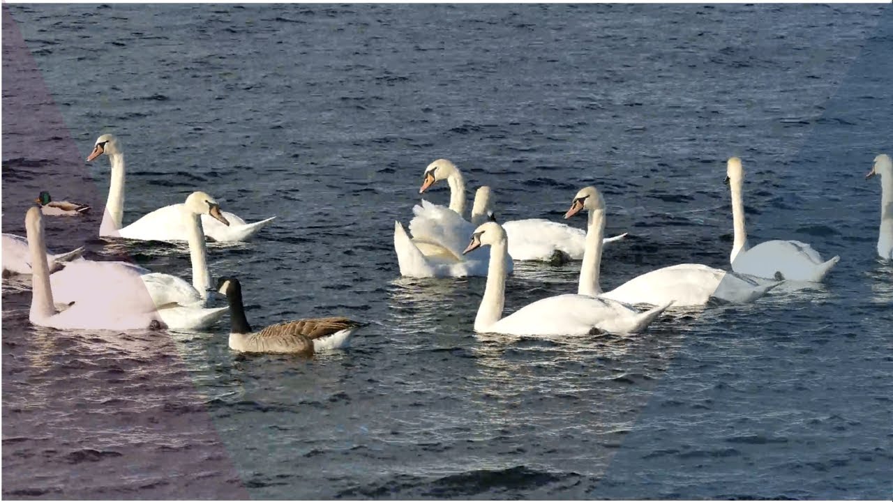 River water flow, bird sounds WITH SOFT PIANO MUSIC create irresistible urge for SLEEP, RELAX, STUDY