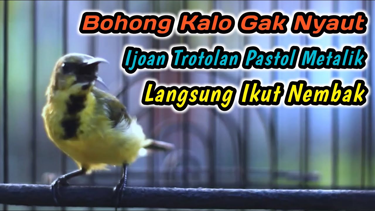 SOGON TROTOL NGRIWIK NEMBAK PANCINGAN PENGGACOR SEMUA SOGON AGAR CEPAT RESPON‼️HITUNGAN DETIK GACOR