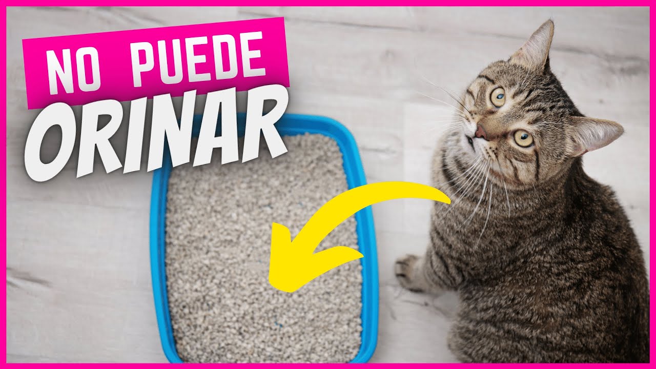 Gato no puede orinar ¡Actúa a tiempo!
