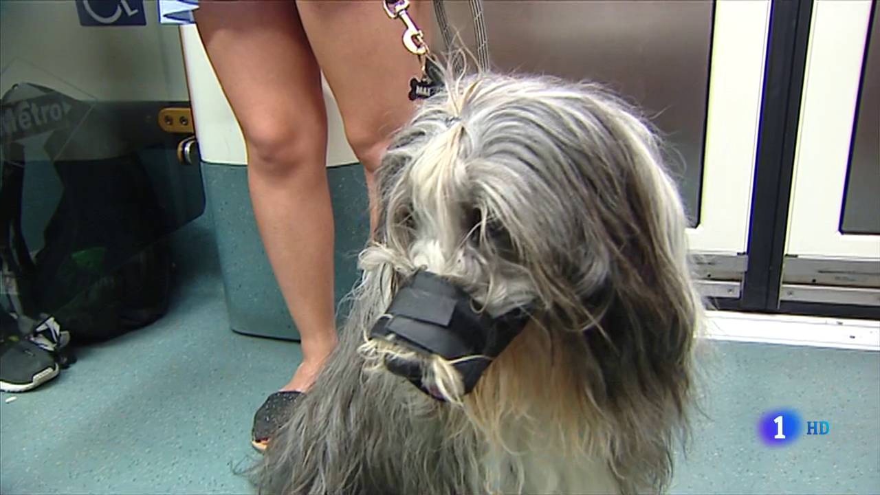 Normas para permitir los perros en el Metro de Madrid