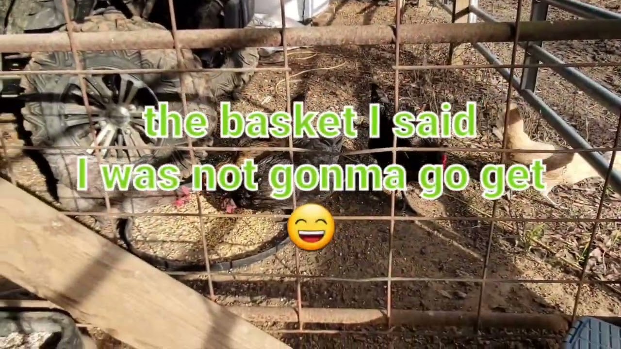 Take a walk with me and gather EGGS in the Chicken Coop for our next video?😊🐔🐓🥚