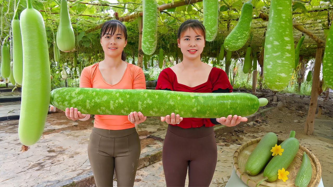 Harvest Big Gourd - Harvest peppers and plant flowers - Village Life - New Life | Tiểu Ca Daily Life