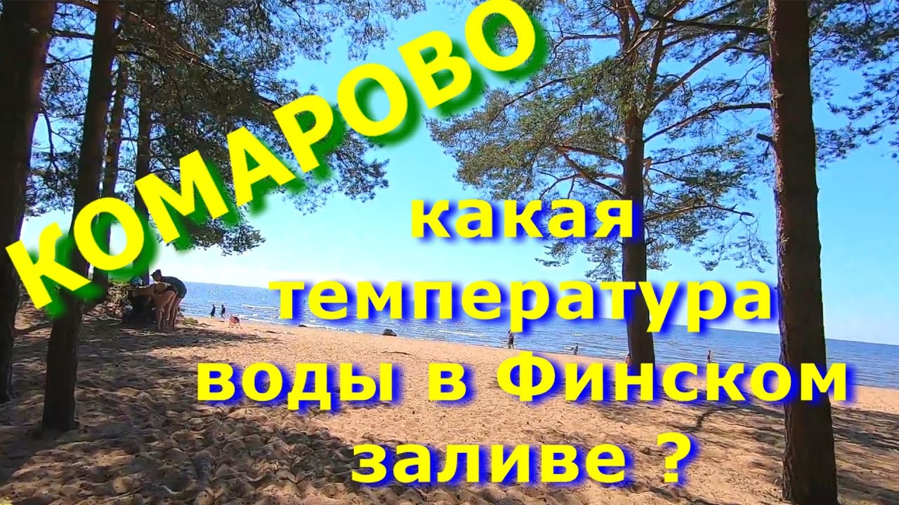 Комарово сегодня. Лес и море