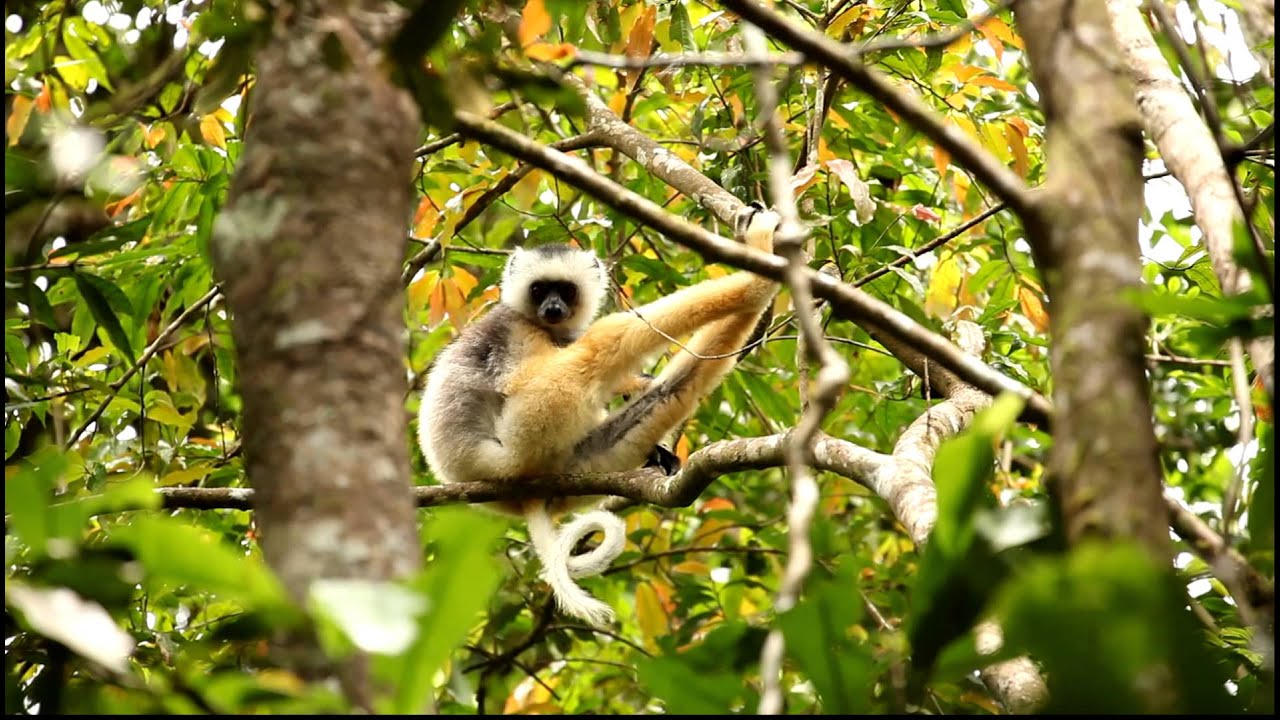 Dancing Lemur Taking a Nap