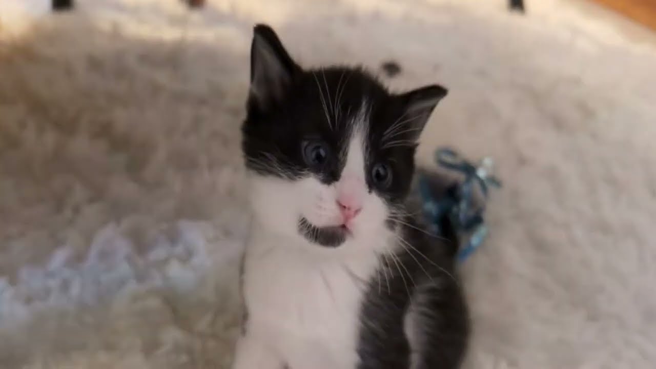 «Академия котят» уже здесь!