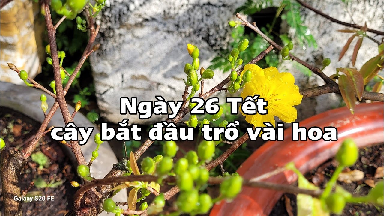 Ngắm hoa xem b&uacute;p ng&agrave;y 26 tết
