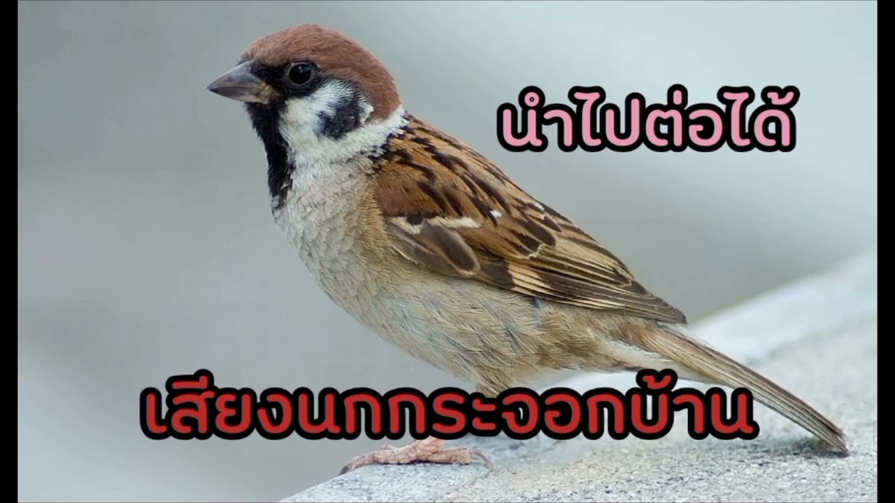 เสียงนกกระจอกบ้าน