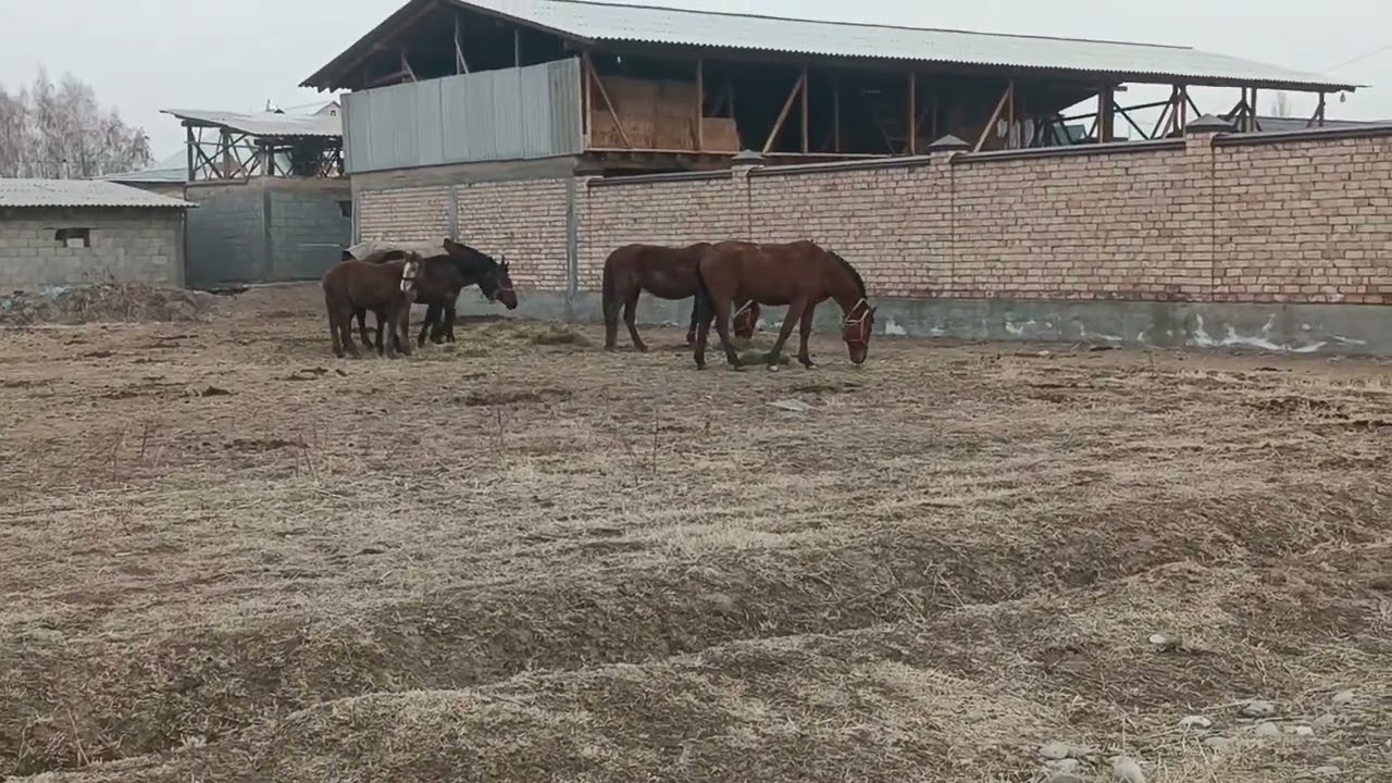 Horse's #horse #countryside #villagelife 