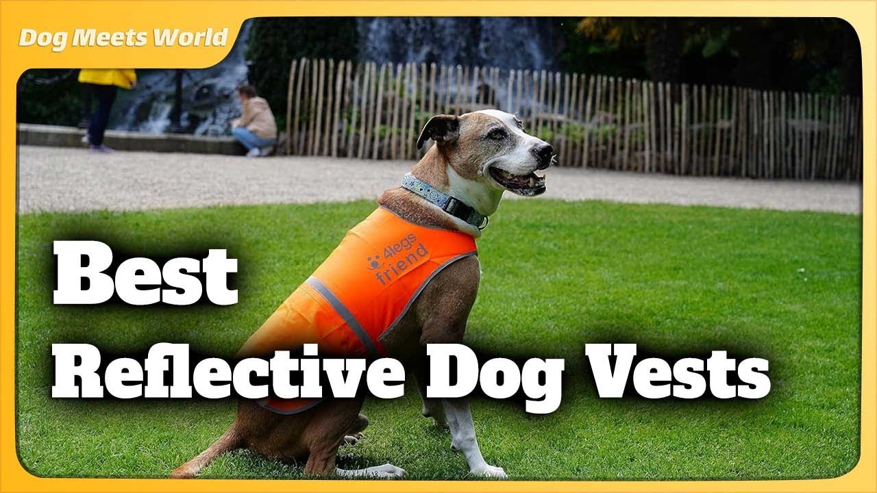 6 Best Reflective Dog Vests