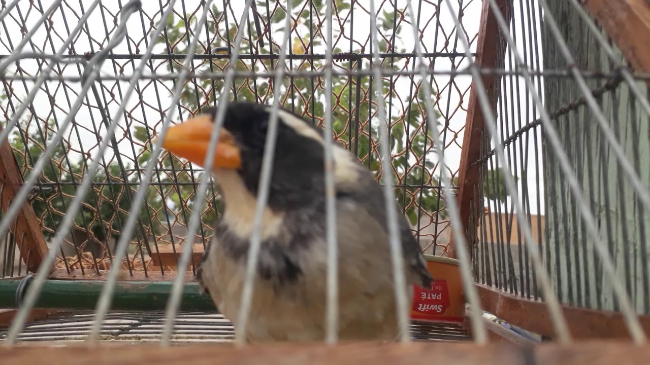 Picahueso El Loquillo (Albino)