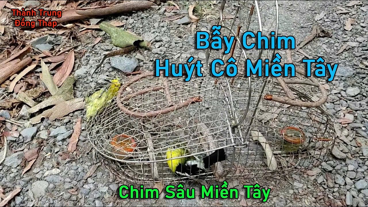 Bẫy Chim Huýt Cô Miền Tây ☎️ zalo 0939832054
