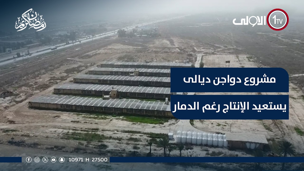 بعد عقود من الغياب.. مشروع دواجن ديالى يتحدى الدمار ويستعيد عرش الإنتاج تقرير محمد خير الله