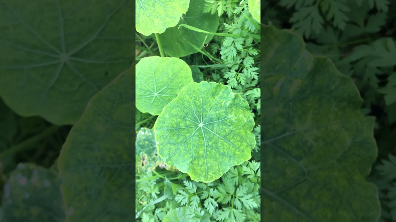 Nasturtiums - First Herb in 2018 Herbal Exploration