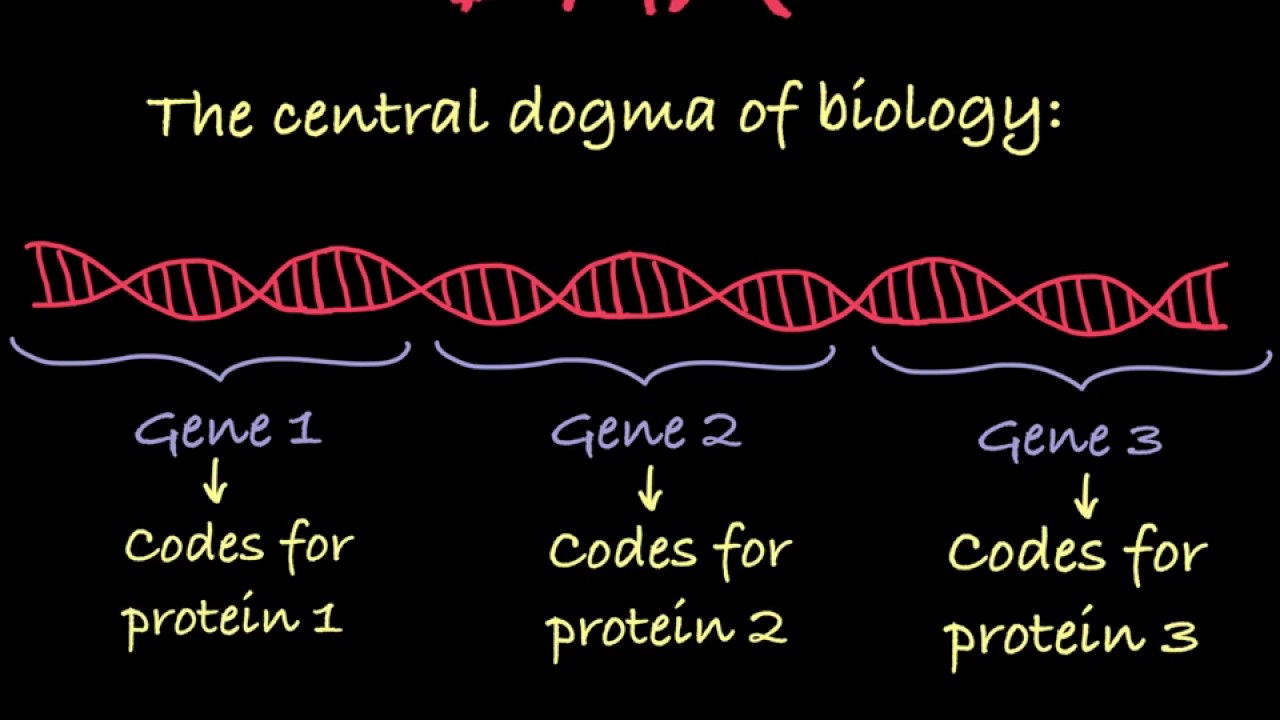 Introduction to Genetic Terminology