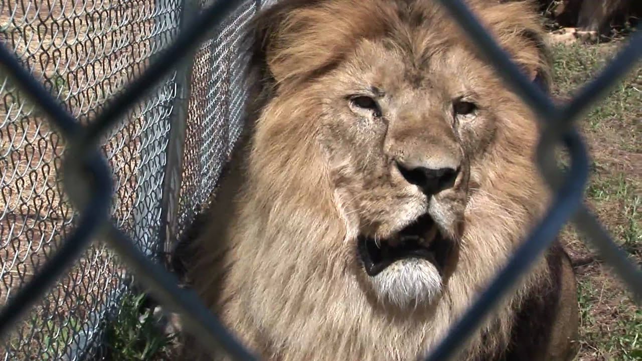 Lion Talks To Woman