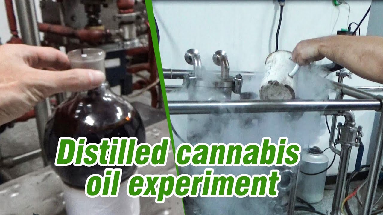 Used molecular distillation distilled cannabis oil experiment #Shorts