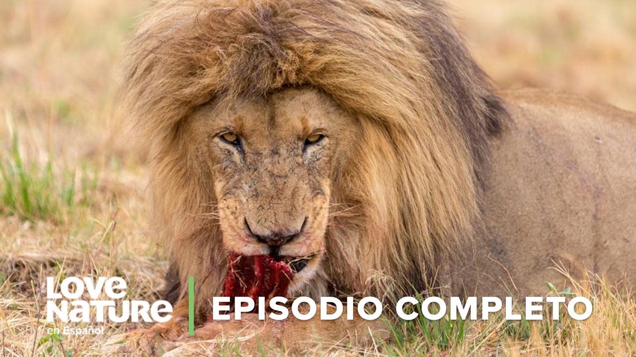 La Vida en la Sabana Africana + Springboks e Impalas en Acci&oacute;n - Doble Episodio de Love Nature 🍃